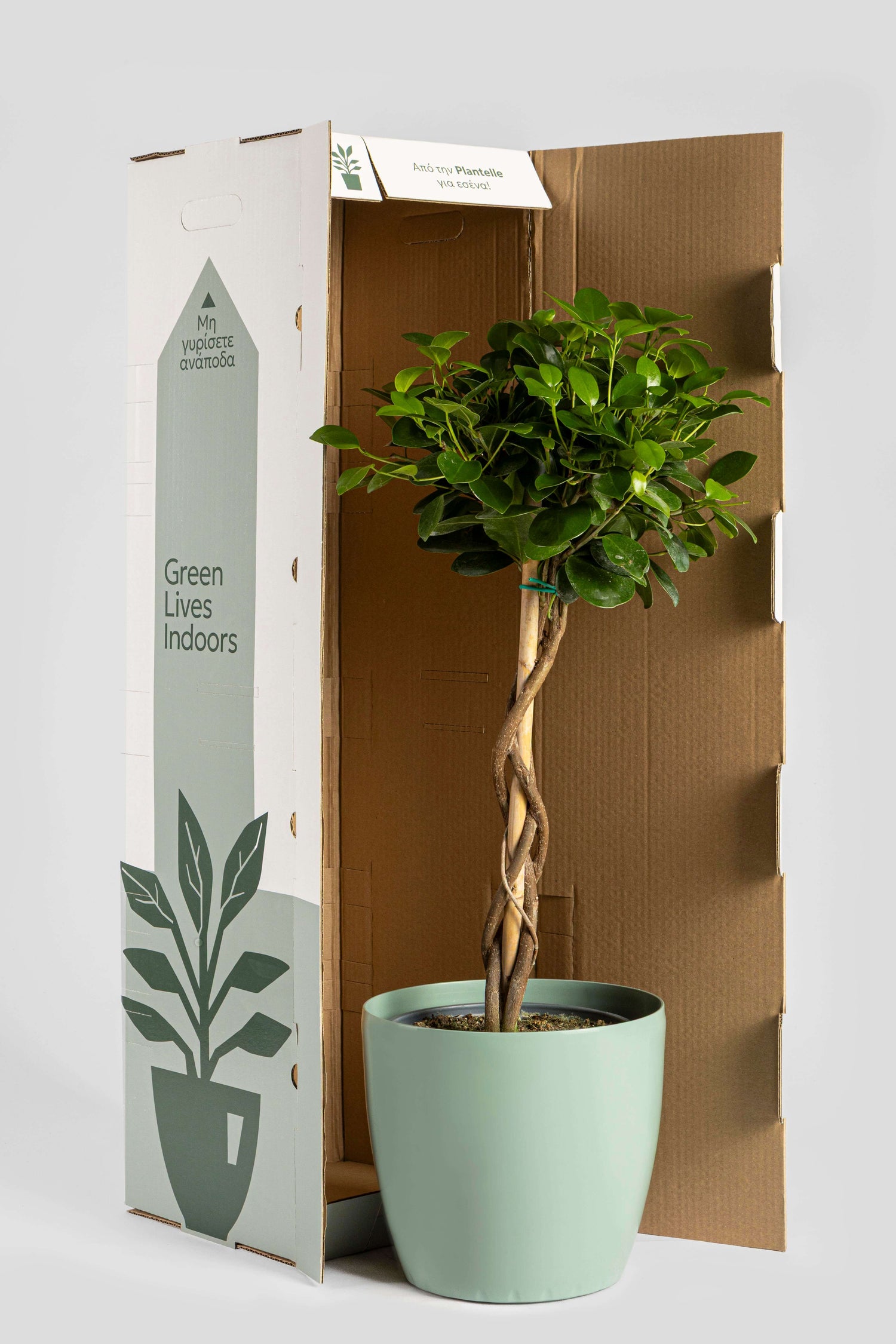 Πράσινα Φυτά