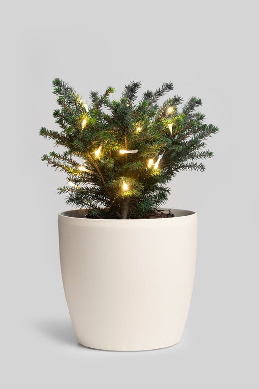 Picea Omorika Karel 50cm