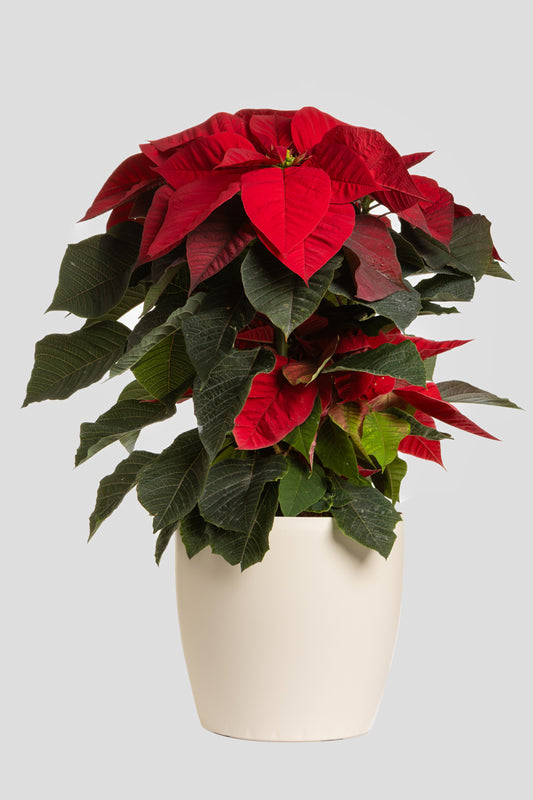 Αλεξανδρινό 70-80cm