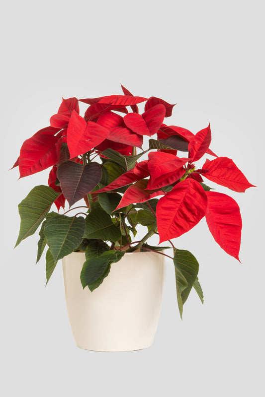 Αλεξανδρινό 40-50cm