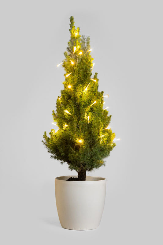 Picea Glauca Conica 80-90cm