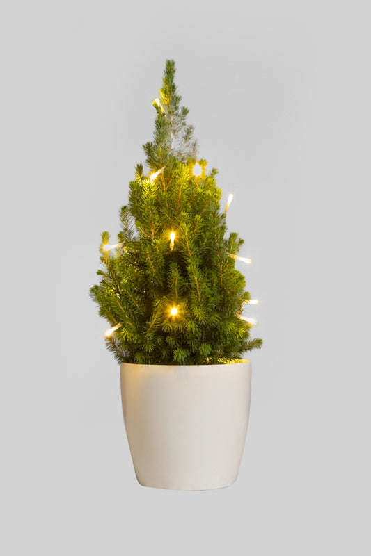 Picea Glauca Conica 60cm