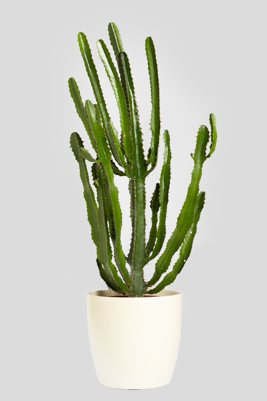 Ευφορμπία 70-80cm