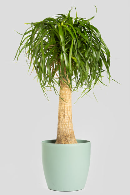 Μπουκαρνέα 70-80cm