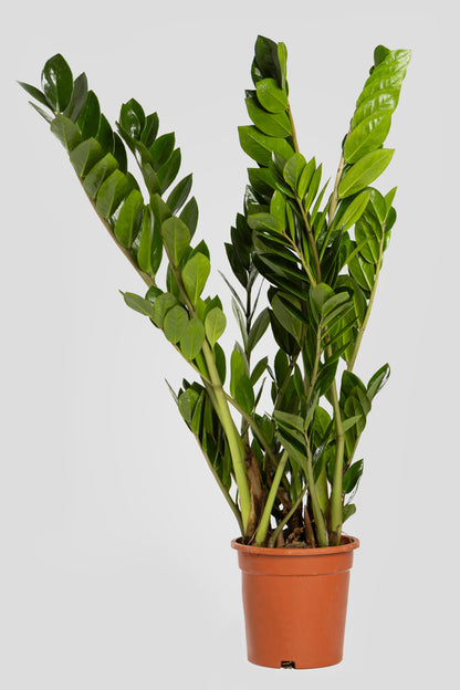 Ζάμια 70-80cm