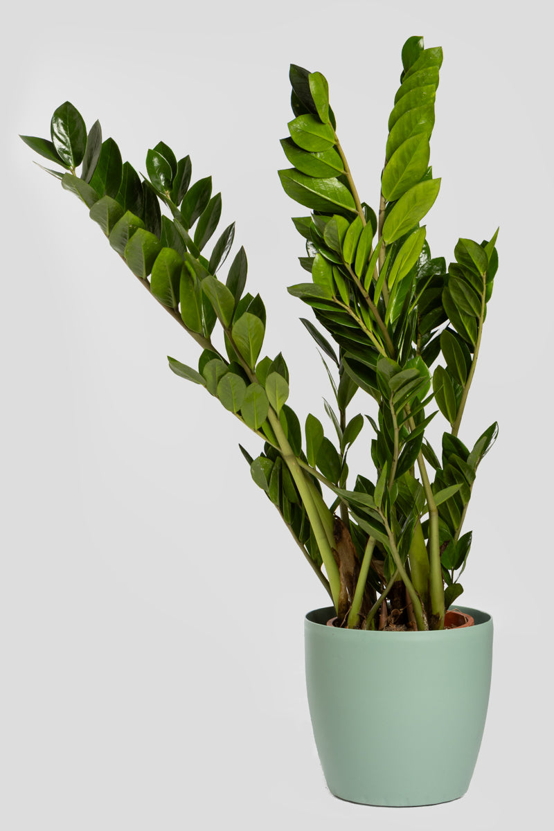 Ζάμια 70-80cm