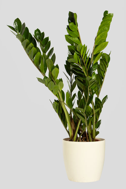 Ζάμια 70-80cm