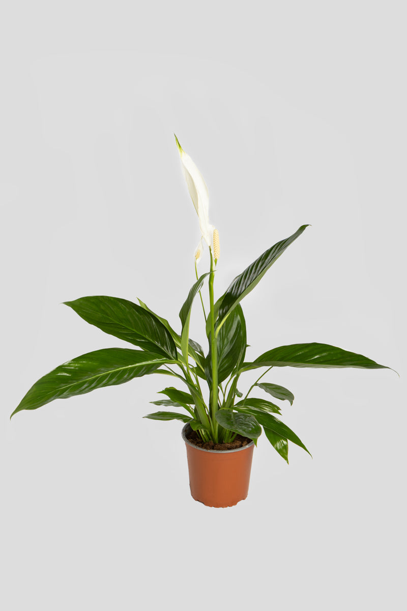 Σπαθίφυλλο 70cm