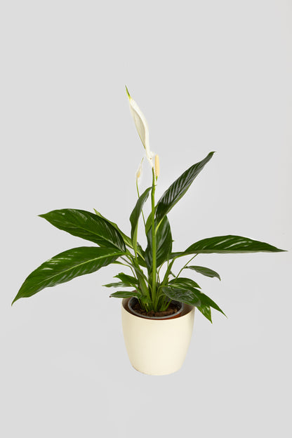 Σπαθίφυλλο 70cm