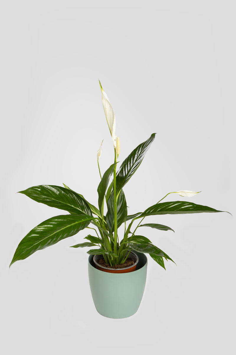 Σπαθίφυλλο 70cm