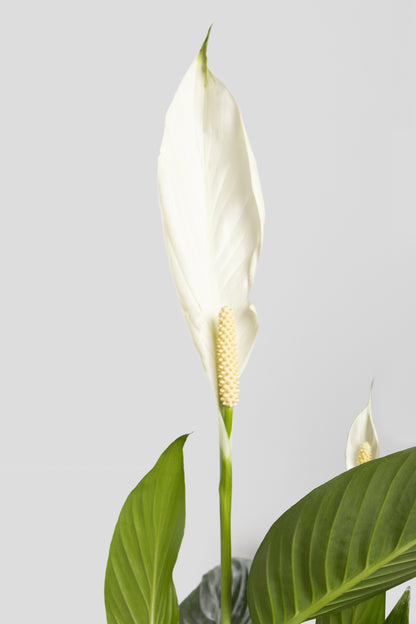 Σπαθίφυλλο 70cm