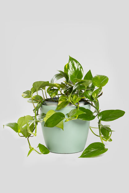 Πόθος 50-60cm