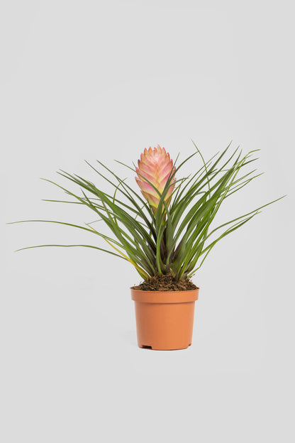 Τιλάντσια 30-40cm