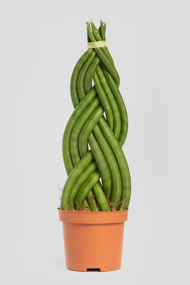 Σανσιβέρια Cylindrica 30cm