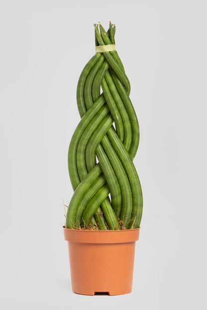 Σανσιβέρια Cylindrica 30cm