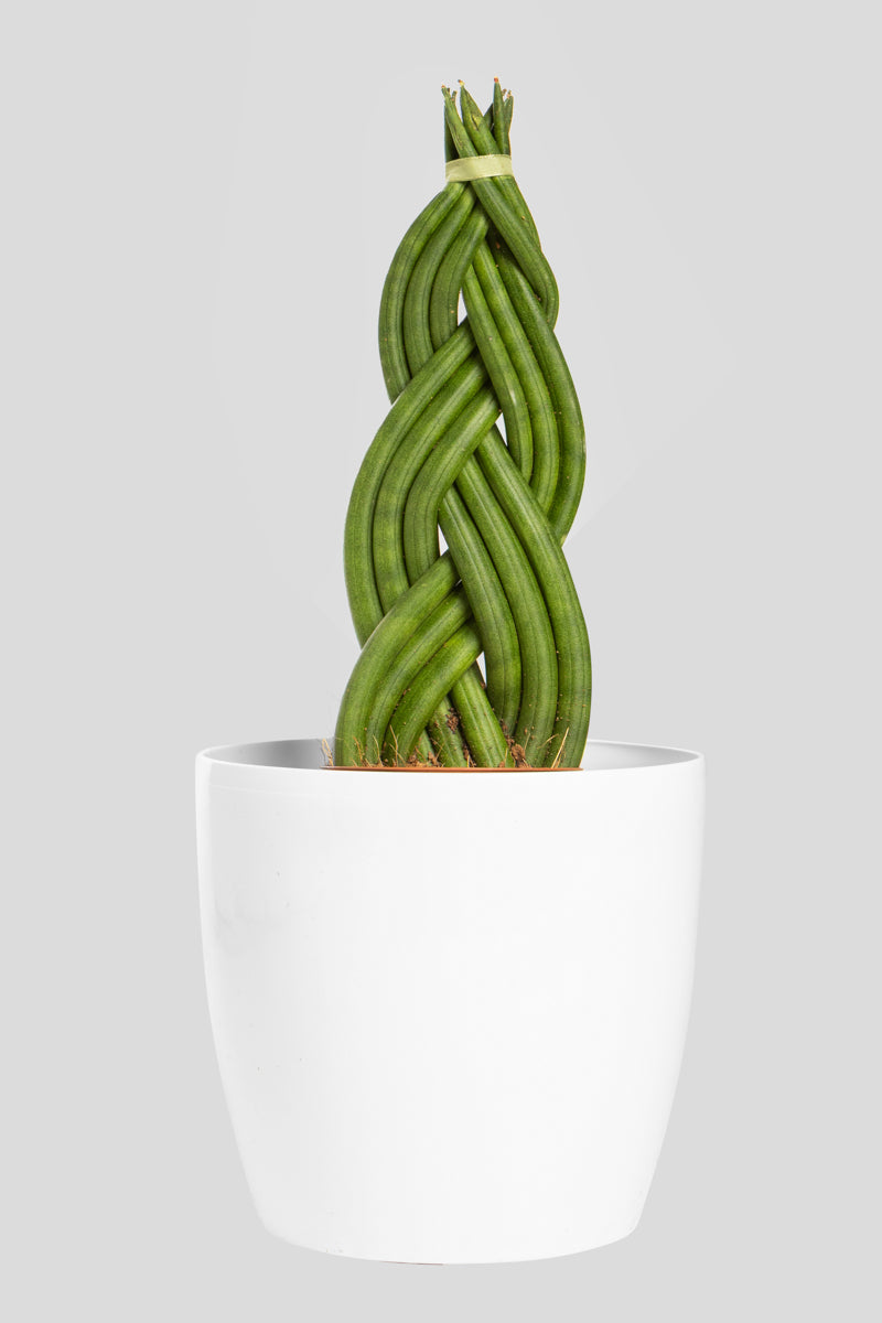 Σανσιβέρια Cylindrica 30cm