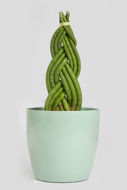 Σανσιβέρια Cylindrica 30cm