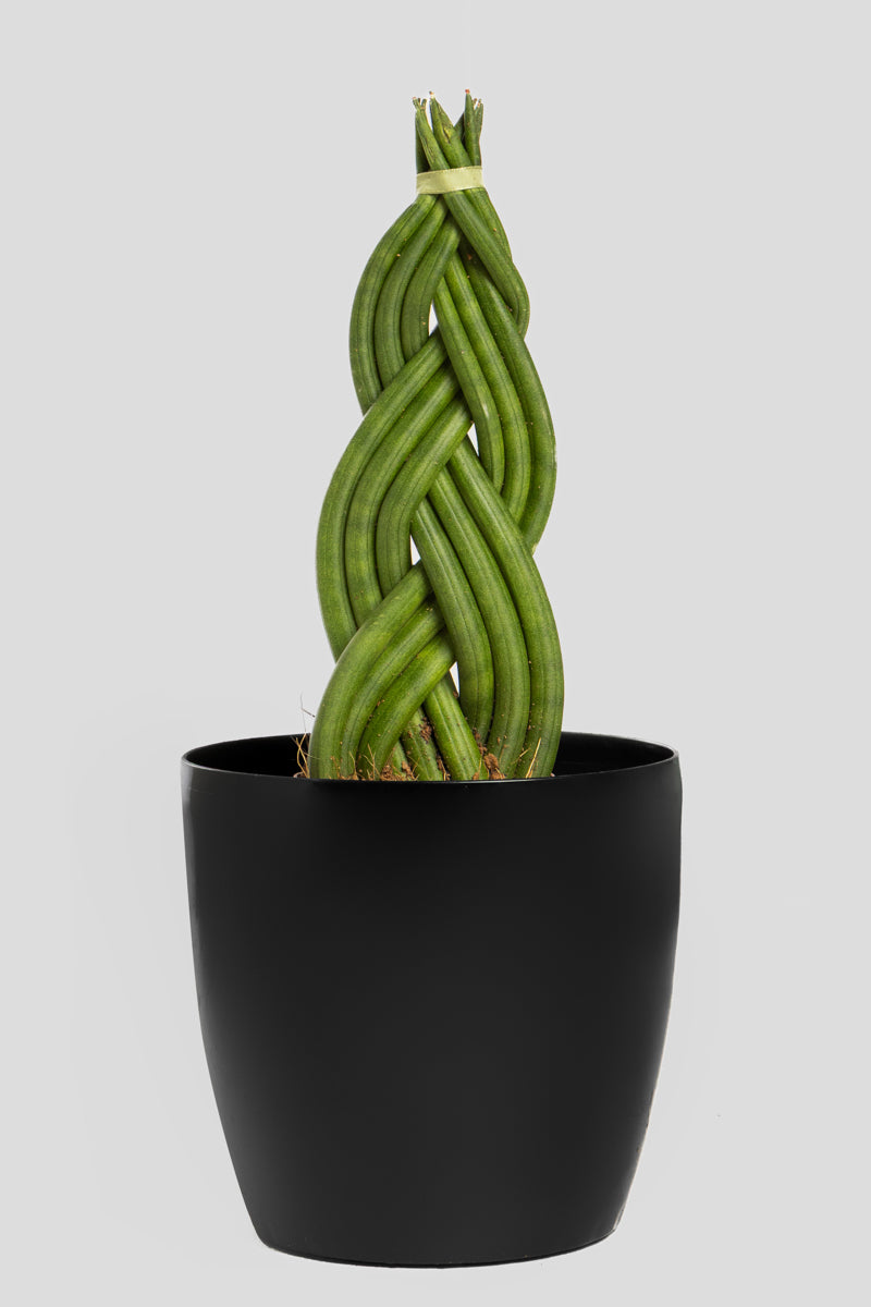 Σανσιβέρια Cylindrica 30cm
