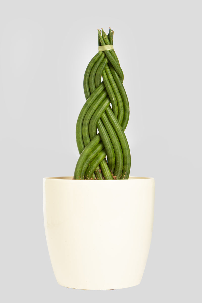 Σανσιβέρια Cylindrica 30cm