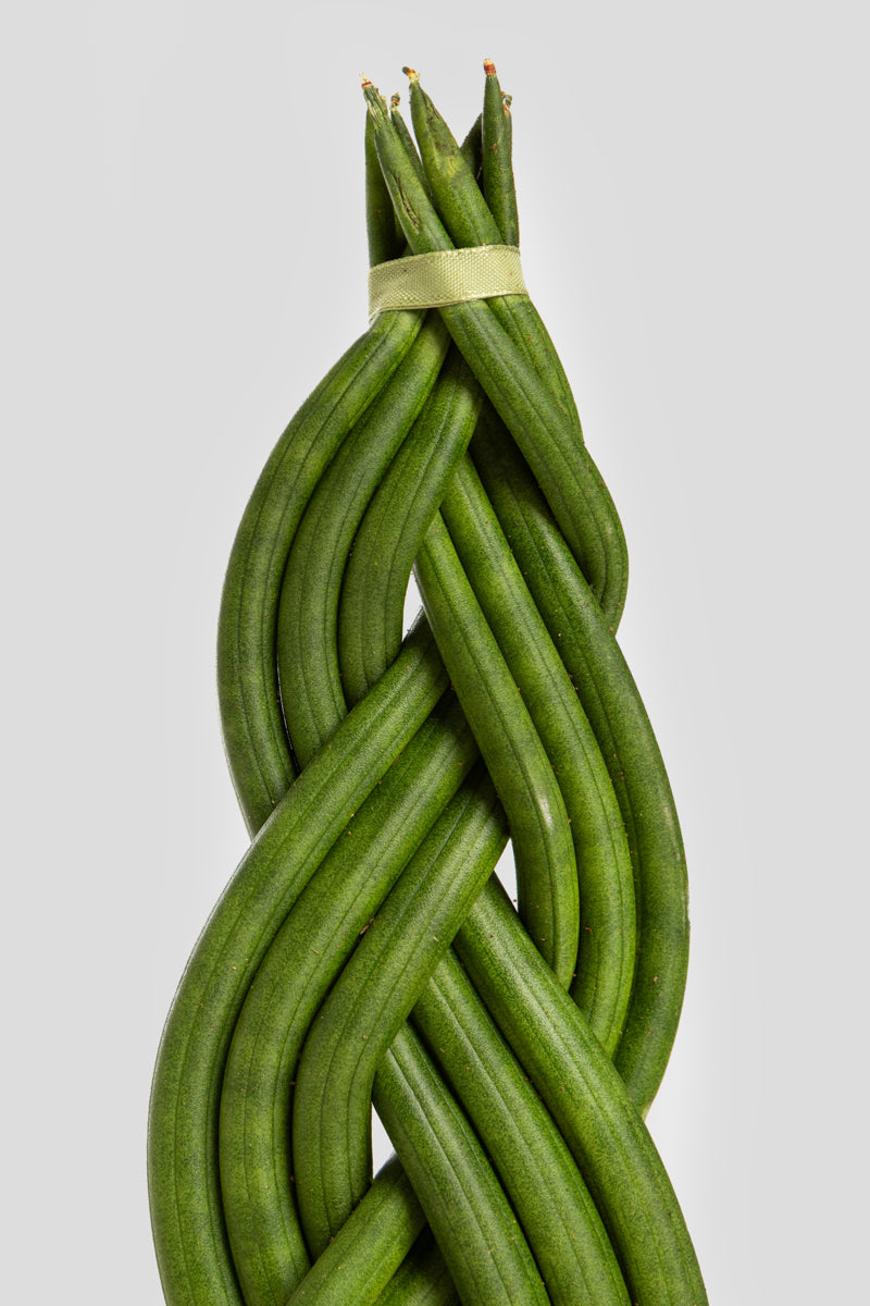 Σανσιβέρια Cylindrica 30cm
