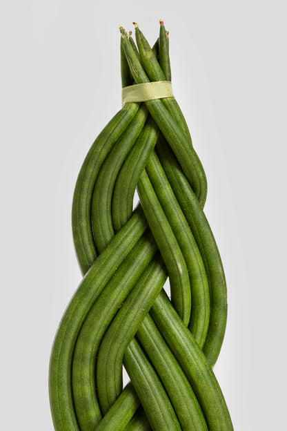 Σανσιβέρια Cylindrica 30cm