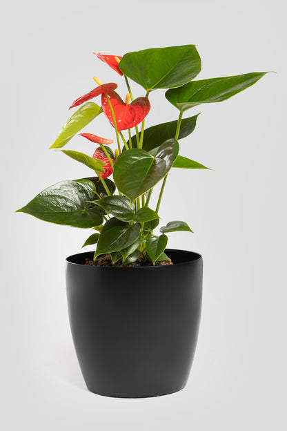 Ανθούριο 40cm