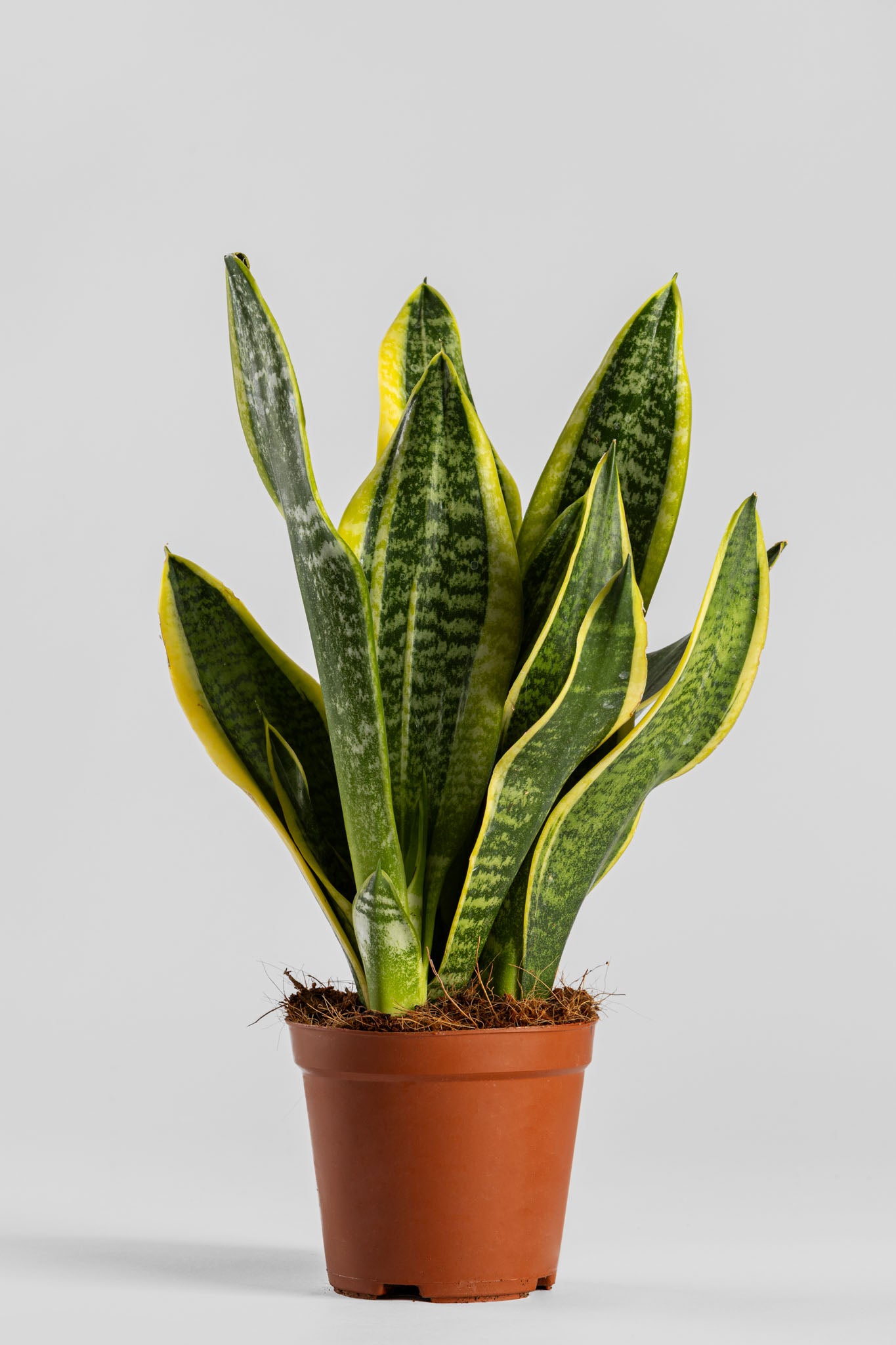 Σανσιβέρια 30-40cm