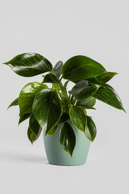 Φυλλόδεντρο Birkin 35cm