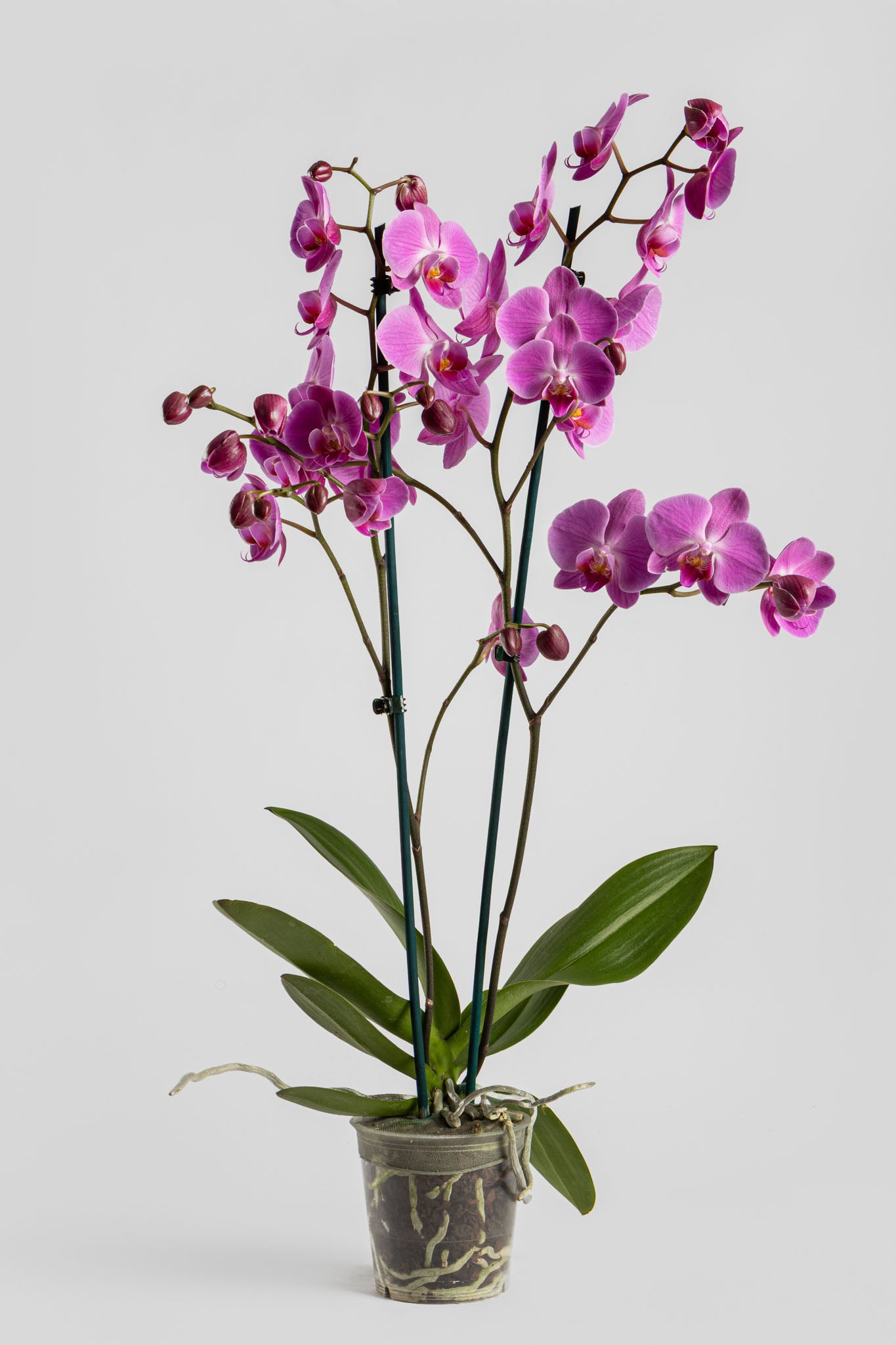 Ορχιδέα Φαλαινόψις Ροζ 75cm