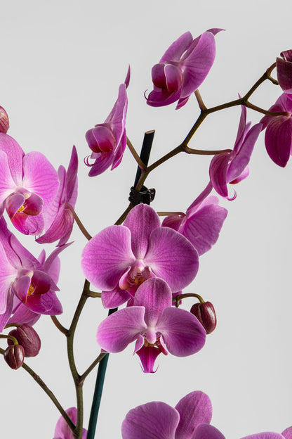 Ορχιδέα Φαλαινόψις Ροζ 75cm