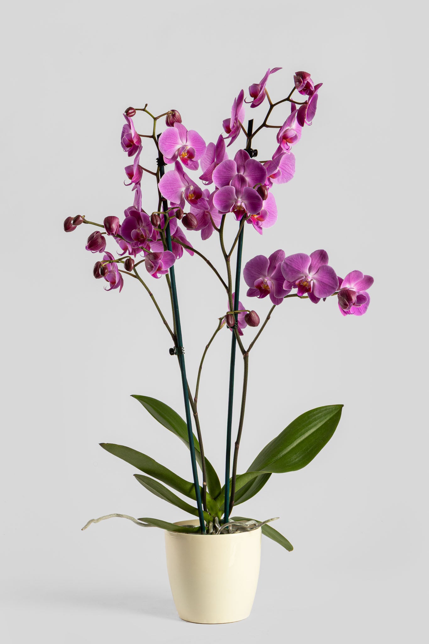 Ορχιδέα Φαλαινόψις Ροζ 75cm