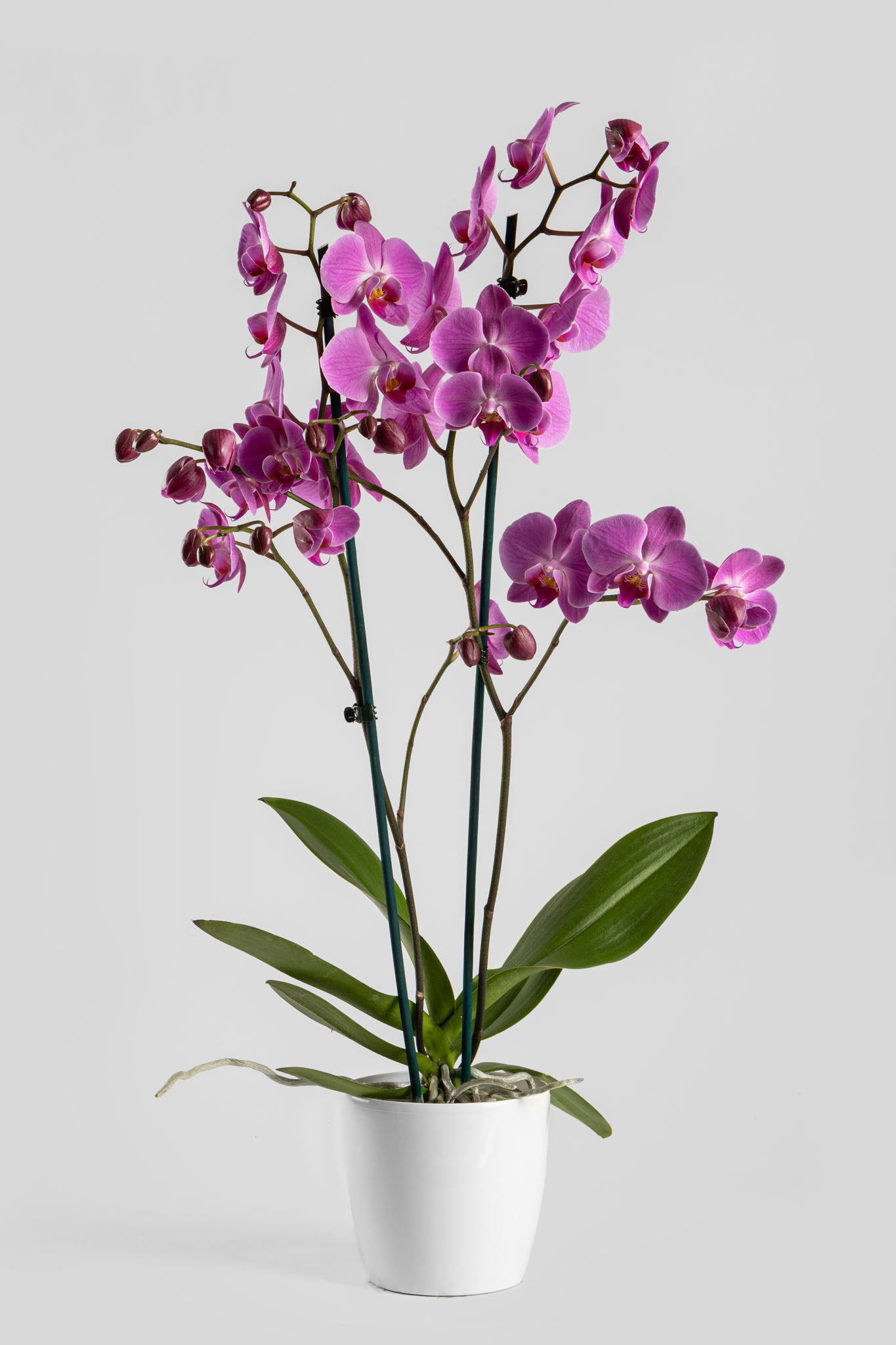 Ορχιδέα Φαλαινόψις Ροζ 75cm