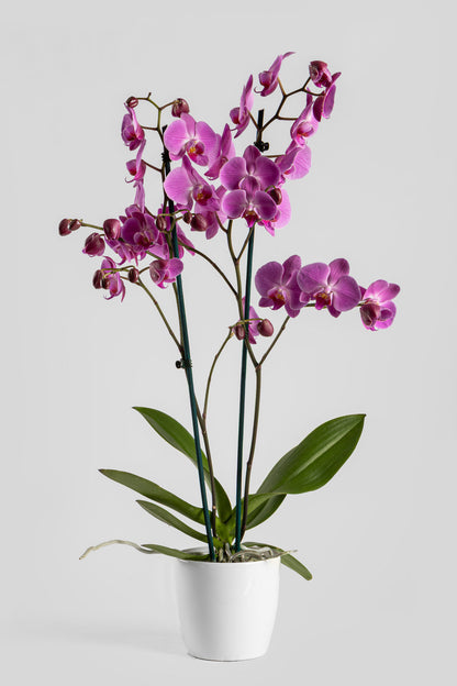 Ορχιδέα Φαλαινόψις Ροζ 75cm
