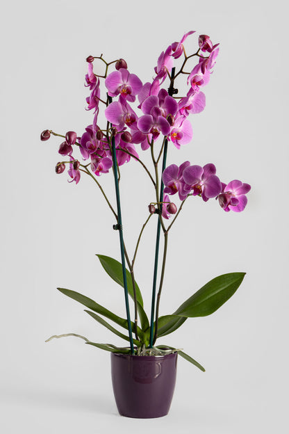 Ορχιδέα Φαλαινόψις Ροζ 75cm