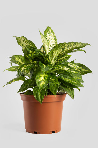 Ντιφενμπάχια 40cm