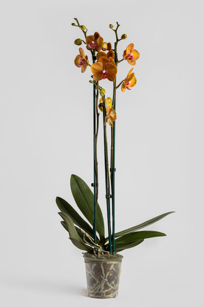 Ορχιδέα Φαλαινόψις Πορτοκαλί 75cm