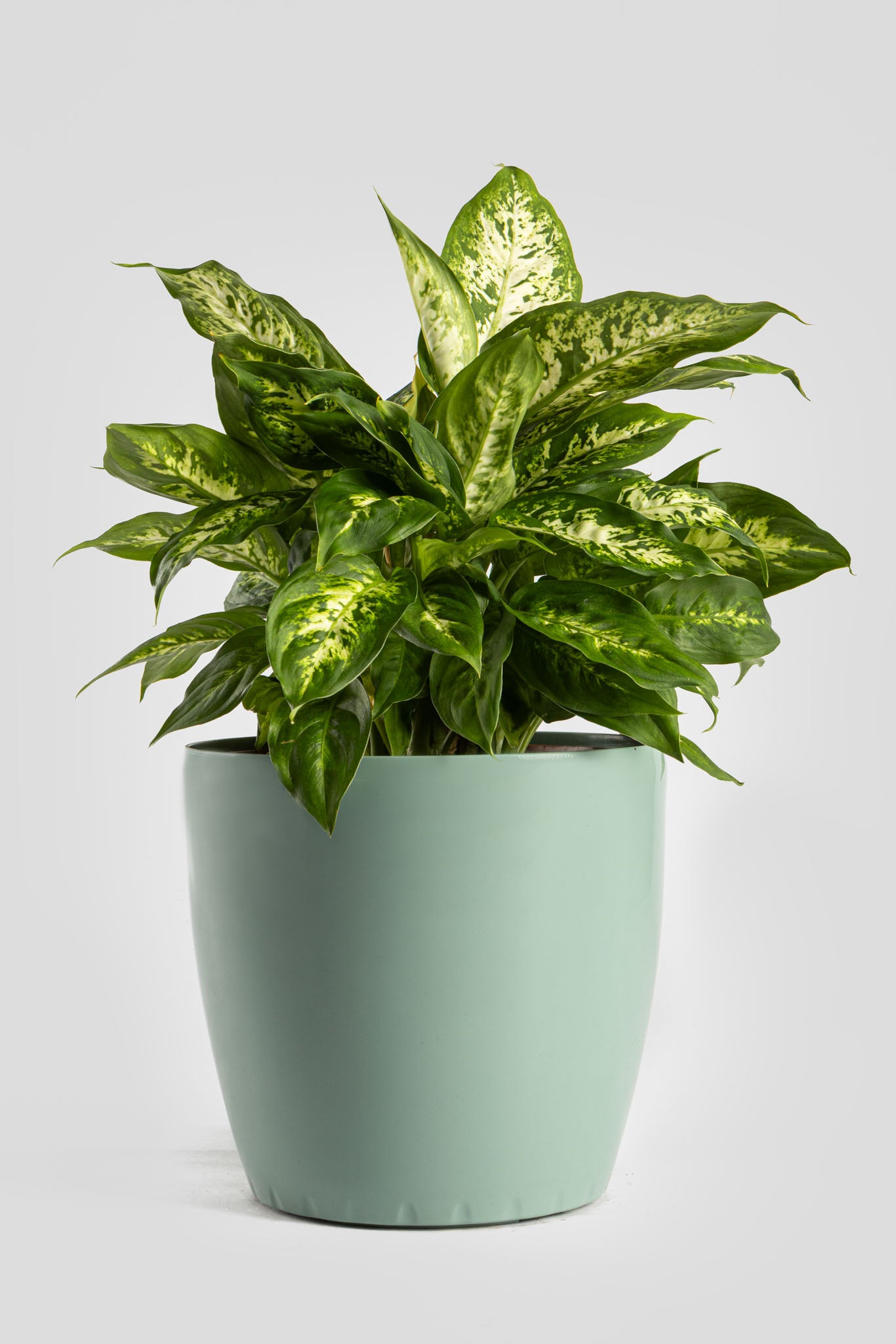 Ντιφενμπάχια 40cm