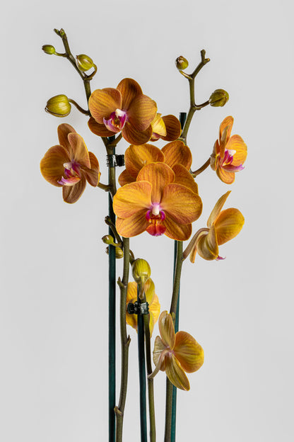 Ορχιδέα Φαλαινόψις Πορτοκαλί 75cm