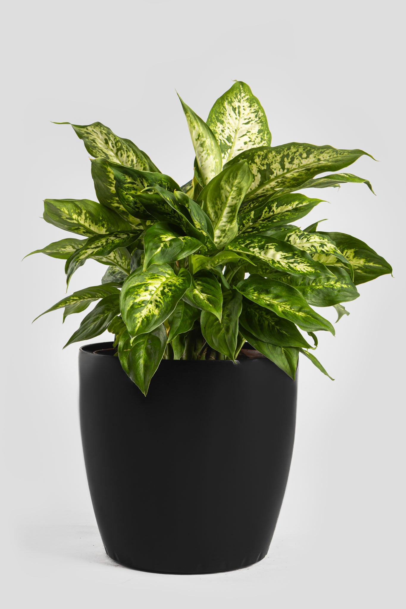 Ντιφενμπάχια 40cm