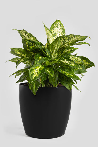 Ντιφενμπάχια 40cm