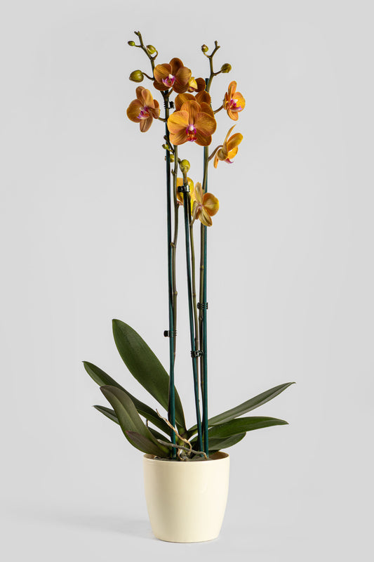 Ορχιδέα Φαλαινόψις Πορτοκαλί 75cm