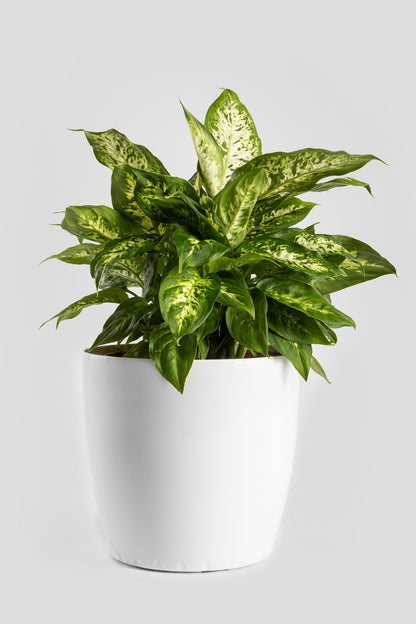 Ντιφενμπάχια 40cm