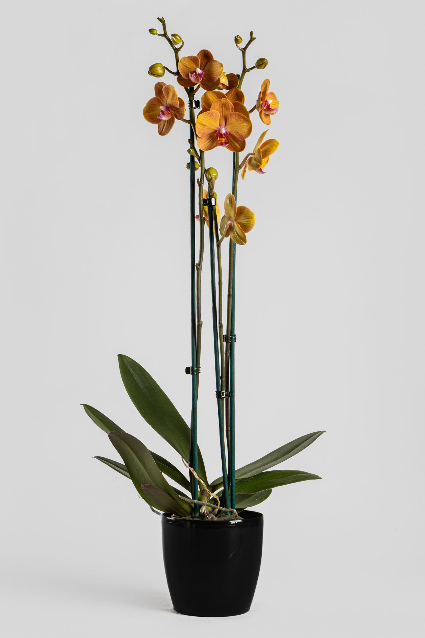 Ορχιδέα Φαλαινόψις Πορτοκαλί 75cm