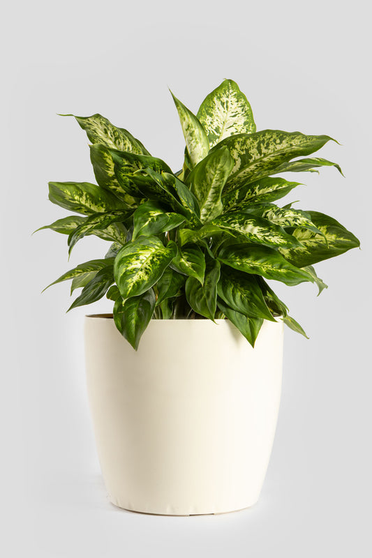 Ντιφενμπάχια 40cm