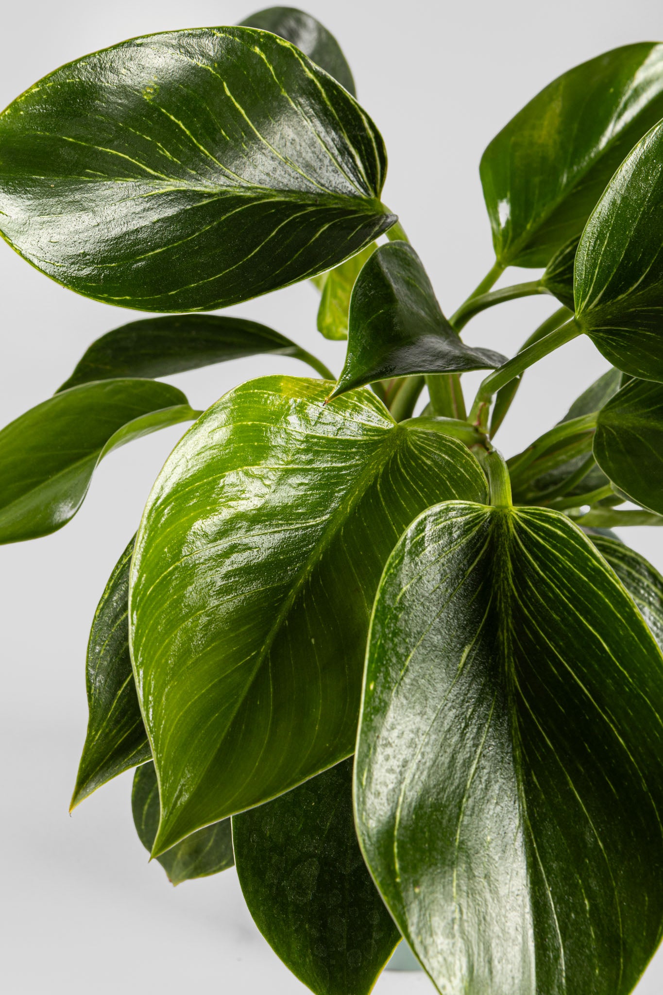 Φυλλόδεντρο Birkin 35cm