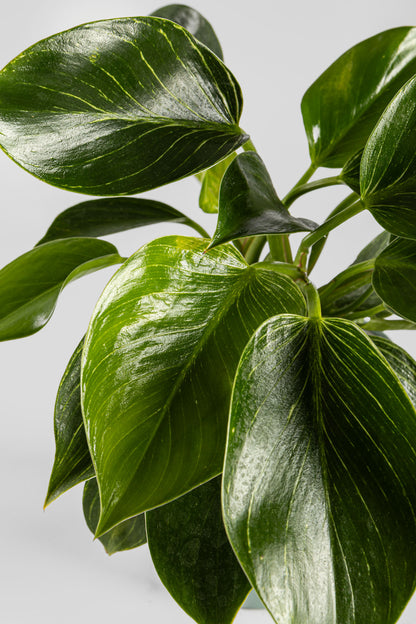 Φυλλόδεντρο Birkin 35cm