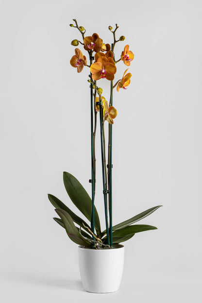 Ορχιδέα Φαλαινόψις Πορτοκαλί 75cm