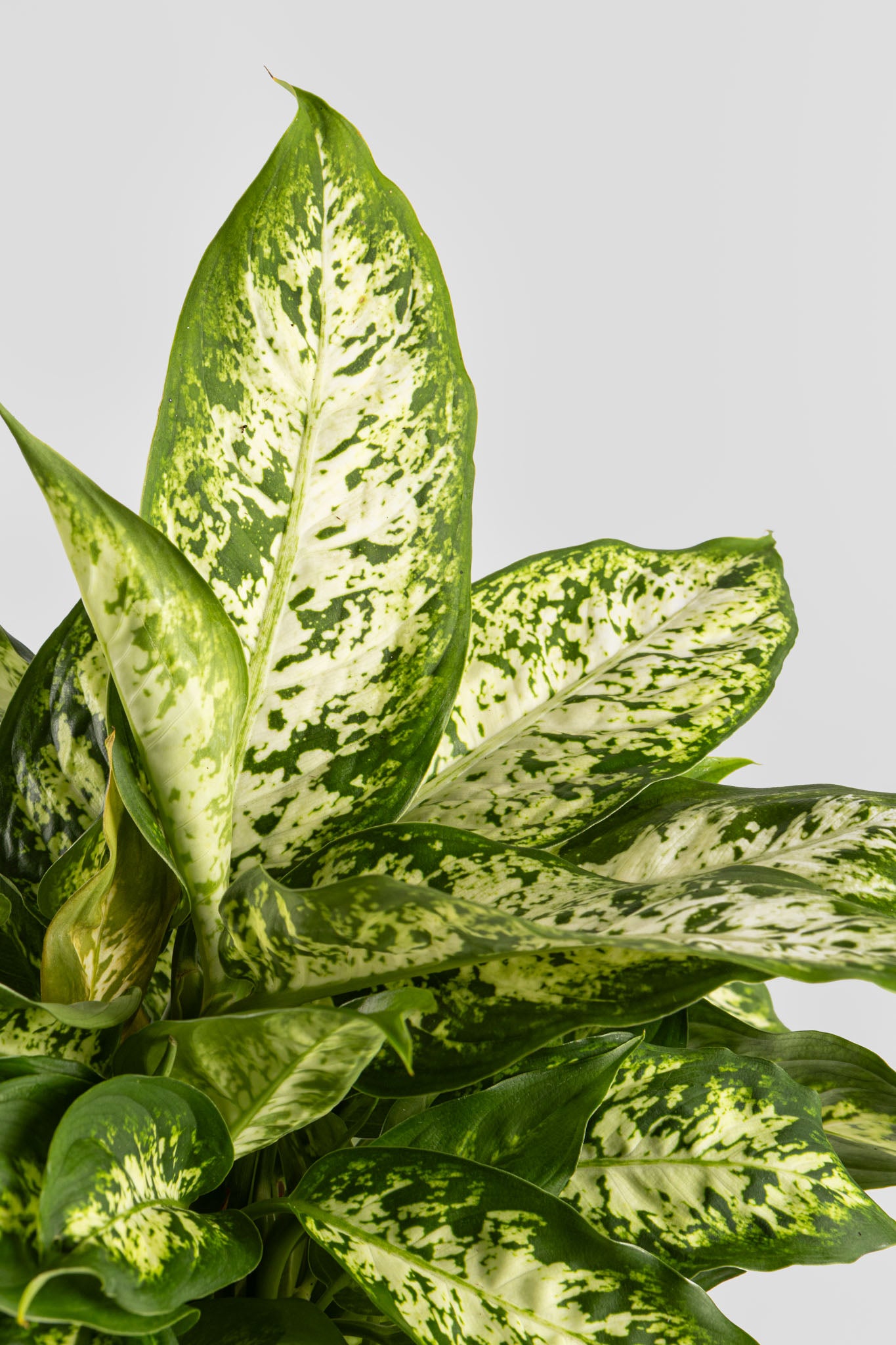 Ντιφενμπάχια 40cm