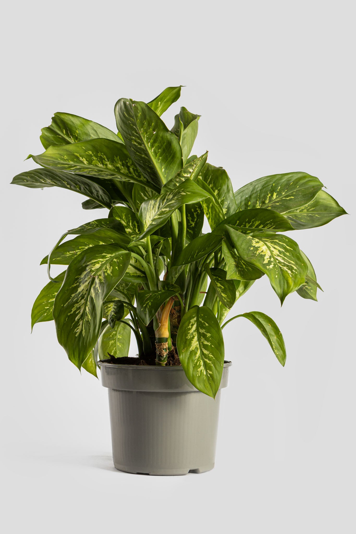 Ντιφενμπάχια 60cm