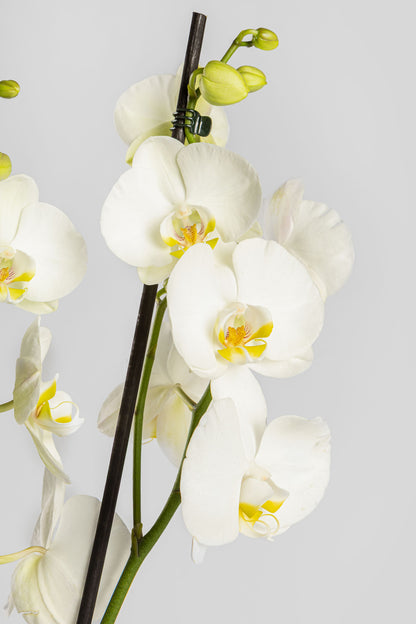 Ορχιδέα Φαλαινόψις Λευκή 75cm